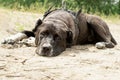 Animals. A Large Black Dog Of The Alabai Breed Lies Wet On The Dirty Sand Near The River In The Forest And Is Waiting