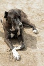 Animals. A Large Black Dog Of The Alabai Breed Lies Wet On The Dirty Sand Near The River In The Forest And Is Waiting