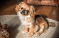 Animals life. Tibetan spaniel portrait