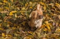 Animals life. Tibetan spaniel portrait