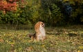 Animals life. Tibetan spaniel portrait