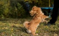 Animals life. Tibetan spaniel portrait