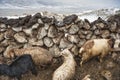 Animals like yaks, sheep and goats stay in their pens while the capricious weather with snow and low temperatures make their milki