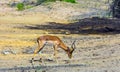 Impala - African antelope Royalty Free Stock Photo