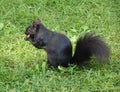 Animals living in a metropole: eating black squirrel