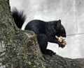 Animals living in a metropole: eating black squirrel