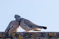 Animals in love. Breeding pair of birds preening with affection