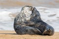 Animals in love. Seal lovers having sex on the beach