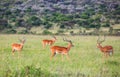 Animals in Maasai Mara, Kenya Royalty Free Stock Photo