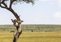 Animals in Maasai Mara, Kenya Royalty Free Stock Photo