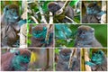 Animals of Madagascar Ã¢â¬â collage of lemurs,Northern Bamboo Lemur Royalty Free Stock Photo