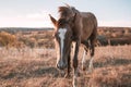 Animals mammals one young brown horse foal in a field in a meadow on a pasture in autumn Royalty Free Stock Photo