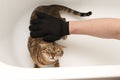 Animals. A man in a special glove combs out excess hair from a thoroughbred domestic red bengal cat in the bathroom.