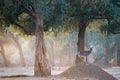 Animals in ManaPools forest, Zimbabwe. Waterbuck antelope standing on small hill, illuminated by sun. Zambezi forest environment,