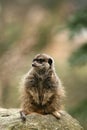 Animals: Meerkat sitting on a rock Royalty Free Stock Photo