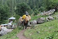 Animals in the midst of nature, Parvati valley, himanchal Pradesh Royalty Free Stock Photo