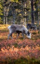 The animals that are mostly encountered in Finland are reindeers. They are very cute creatures and don`t get scared by humans so e