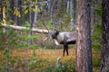 The animals that are mostly encountered in Finland are reindeers. They are very cute creatures and don`t get scared by humans so e