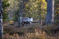 The animals that are mostly encountered in Finland are reindeers. They are very cute creatures and don`t get scared by humans so e