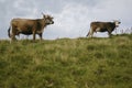 Animals on the mountain meadow, cows graze in the Carpathian meadows Royalty Free Stock Photo