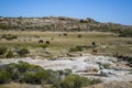 Animals on the mountain pastures Royalty Free Stock Photo