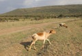 Animals in the national park of Masai Mara in Kenya