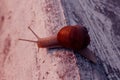 Animals, Nature Concept. Snail On The Road Over Green Grass Background. Royalty Free Stock Photo