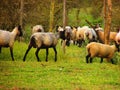 Animals in the nature: group of sheeps around