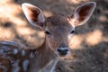 Animals, nature. Portrait of a cute fallow deer. deer in the meadow. Attica zoo park Royalty Free Stock Photo