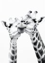 Animals neck wildlife giraffe mammal nature