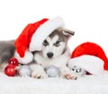 Animals. One puppy Husky white isolated, Christmas hat, tree toy Royalty Free Stock Photo