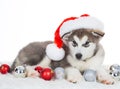 Animals. One puppy Husky white isolated, Christmas hat, tree toy Royalty Free Stock Photo