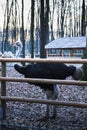 Animals in an outdorr area in beautiful park in Bucharest.Winter season sunset time Royalty Free Stock Photo