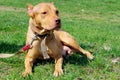 Animals, pets concept. Cute ginger pitbull terrier lying on green grass. Dog relaxing. Royalty Free Stock Photo