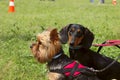 Two Little Dogs - Yorkshire Terrier And Dachshund On Green Grass Background. Royalty Free Stock Photo