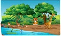 Animals are playing on the river bank in the forest