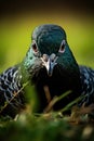 Animals plumage background wing birds green feather blue nature wild background wildlife beak Royalty Free Stock Photo