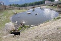 Animals by pond in Alps Royalty Free Stock Photo