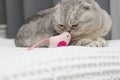 Animals. Portrait. A beautiful Scottish Fold domestic cat plays with a soft toy pink bird. Royalty Free Stock Photo