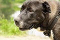 Animals. Portrait of a large dog breed Alabai. A dog on the river bank is waiting for its owner. Close-up. Royalty Free Stock Photo