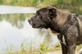 Animals. Portrait of a large dog breed Alabai. A dog on the river bank is waiting for its owner. Close-up. Royalty Free Stock Photo