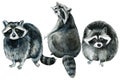 Animals raccoons on isolated white background, watercolor drawing. Wildlife clipart Royalty Free Stock Photo