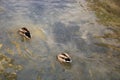 Ducks and river. Royalty Free Stock Photo