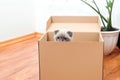 Animals, relocation and moving concept. New home concept. Boxes, toys and pet in empty room. Moving house day