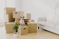 Animals, relocation and moving concept. Small pedigree dog poses on pile of carton boxes with personal hosts belongings, changes