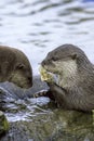 Animals and River Pollution. Otters eating discarded plastic lit Royalty Free Stock Photo