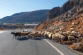 Animals on the road in Greece. Sheep on a stately road on the island of Crete Royalty Free Stock Photo