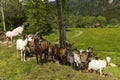 Animals Route des Cretes in France Royalty Free Stock Photo