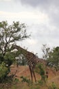 Animals at ruaha national park Royalty Free Stock Photo