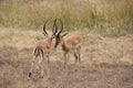 Animals at ruaha national park Royalty Free Stock Photo